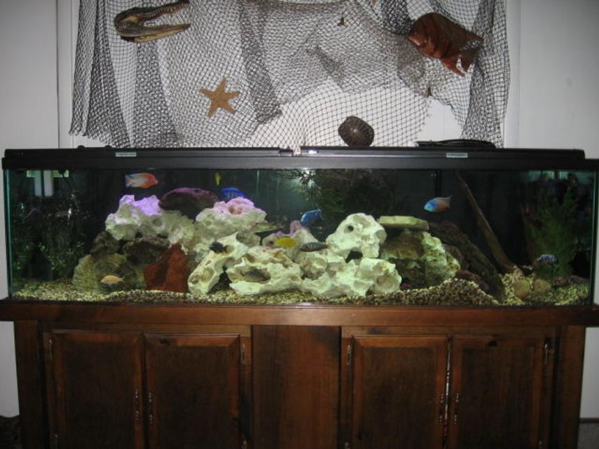 Rated #1638: 125 Gallons Freshwater Fish Tank - 125 Gal. Mixed Aftrican Tank