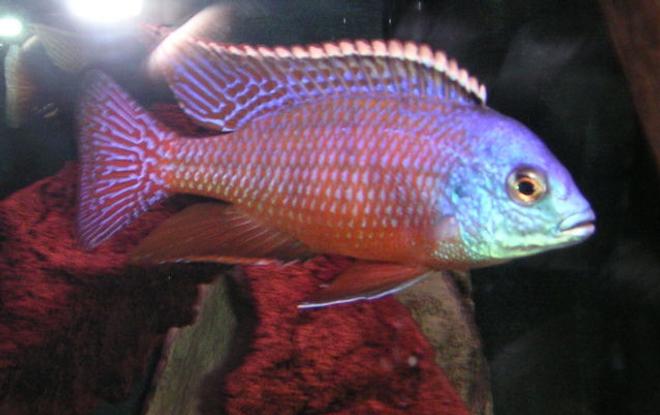 freshwater fish - protomelas taeniolatus - red empress stocking in 125 gallons tank - RED EMPRESS