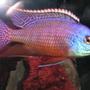 freshwater fish - protomelas taeniolatus - red empress stocking in 125 gallons tank - RED EMPRESS