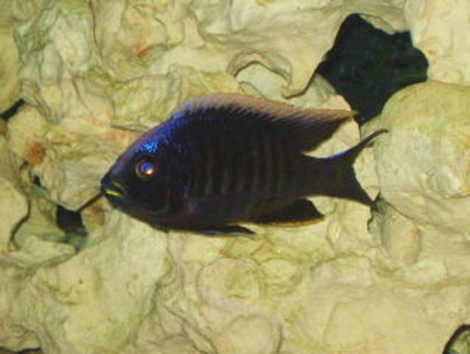 freshwater fish - copadichromis trewavasae - fireline mloto stocking in 125 gallons tank - MLOTO FIRELINE