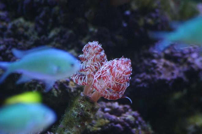 corals inverts - protula bispiralis - hard tube coco worm stocking in 130 gallons tank - Coco worm and chromis