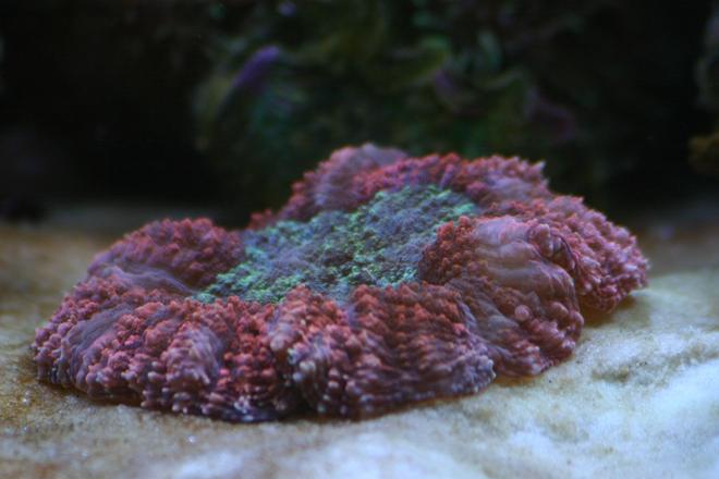 corals inverts - lobophyllia hemprichii - aussie lobed brain coral stocking in 130 gallons tank - Orange & green brain