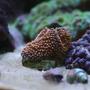 corals inverts - ricordea yuma - ricordea mushroom stocking in 130 gallons tank - Orange ricordia