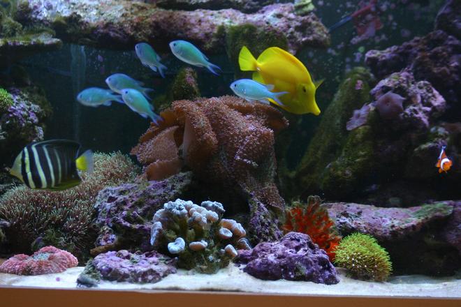 130 gallons reef tank (mostly live coral and fish) - mix: my sailfin tang, yellow tang, chromis, 1 clown, my orange sponge, some GSP, lavander mush, purple mush, orange brain,...