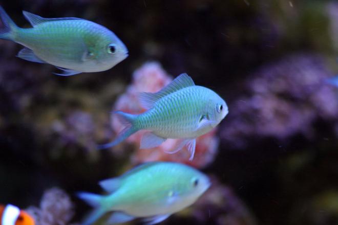 saltwater fish - chromis viridis - blue/green reef chromis stocking in 130 gallons tank - Chromis (10 in total)