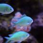 saltwater fish - chromis viridis - blue/green reef chromis stocking in 130 gallons tank - Chromis (10 in total)
