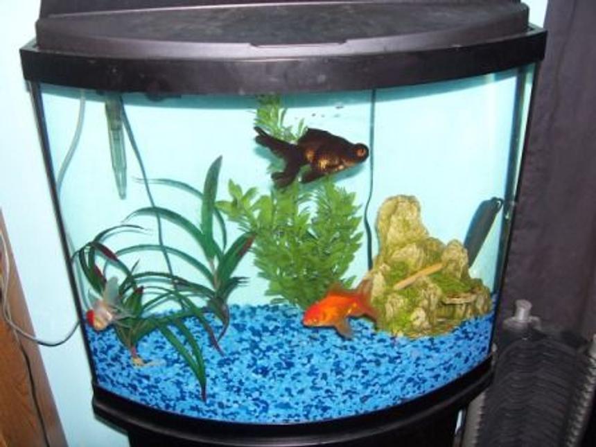 Rated #4047: 27 Gallons Freshwater Fish Tank - My Goldfish Tank