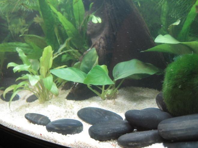 8 gallons planted tank (mostly live plants and fish) - Cryptocoryne wendetti (left), Anubius (center), Moss Ball (right)