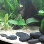 8 gallons planted tank (mostly live plants and fish) - Cryptocoryne wendetti (left), Anubius (center), Moss Ball (right)