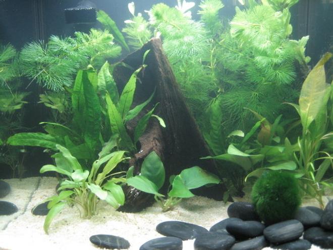 8 gallons planted tank (mostly live plants and fish) - First time added the driftwood during a recent water change.