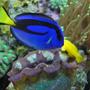 saltwater fish - paracanthurus hepatus - blue tang stocking in 60 gallons tank - Blue Tang swimming along