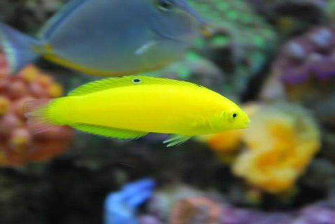 saltwater fish - halichoeres chrysus - yellow wrasse stocking in 60 gallons tank - Almost 2 years old now. Yellow corise wrasse  (IF YOU DO NOT LIKE OUR PICTURES THEN YOU DO NOT HAVE TO LOOK AT THEM, BUT VOTING 0 IS VERY NEGATIVE ON YOUR PART) PLEASE JUST MOVE ON - THANKS!!!!