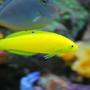 saltwater fish - halichoeres chrysus - yellow wrasse stocking in 60 gallons tank - Almost 2 years old now. Yellow corise wrasse (IF YOU DO NOT LIKE OUR PICTURES THEN YOU DO NOT HAVE TO LOOK AT THEM, BUT VOTING 0 IS VERY NEGATIVE ON YOUR PART) PLEASE JUST MOVE ON - THANKS!!!!