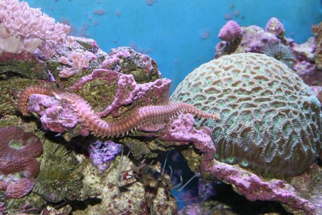 corals inverts - favites sp. - super green favia brain stocking in 90 gallons tank - Brain and what the hell is this?