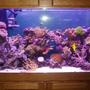 90 gallons reef tank (mostly live coral and fish) - 90 gallon reef tank