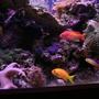 fish tank picture - 90 gallon reef tank
