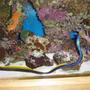 saltwater fish - rhinomuraena quaesita - ribbon eel stocking in 90 gallons tank - Ribbon ell and bird fish in reef tank