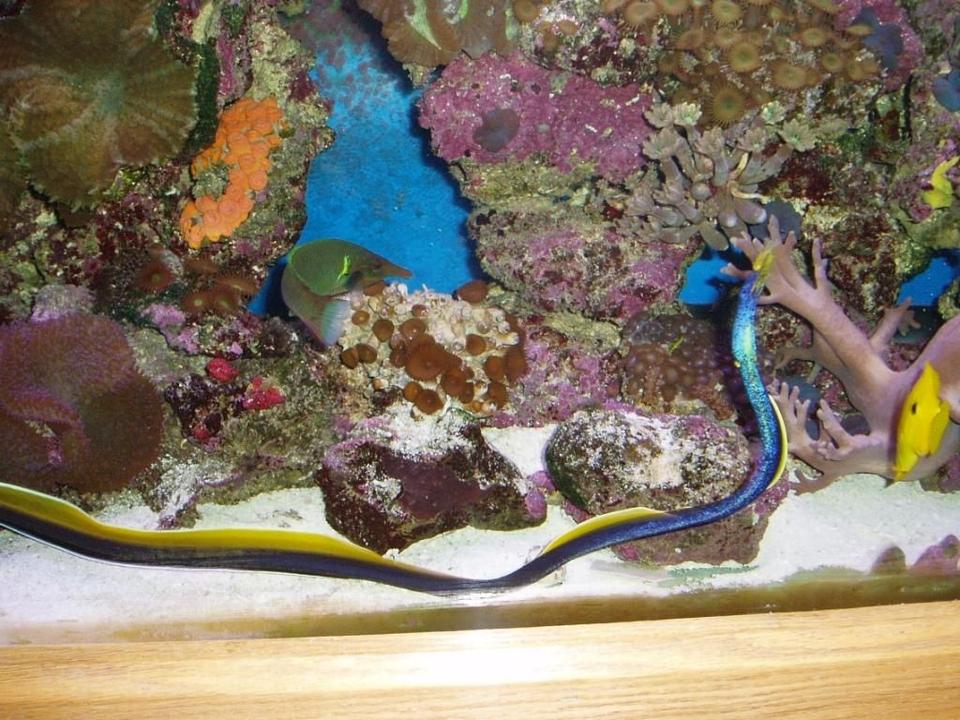 saltwater fish - rhinomuraena quaesita - ribbon eel stocking in 90 gallons tank - Ribbon ell and bird fish in reef tank