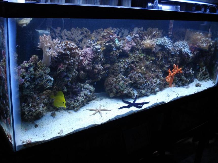 Rated #130: 55 Gallons Reef Tank - picture of my reef tank  by side