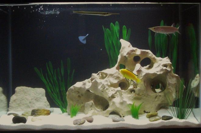 20 gallons freshwater fish tank (mostly fish and non-living decorations) - My 20gallon set-up