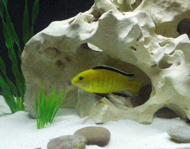 freshwater fish - labidochromis caeruleus - electric yellow cichlid stocking in 20 gallons tank - Electric Yellow Cichlid