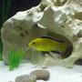freshwater fish - labidochromis caeruleus - electric yellow cichlid stocking in 20 gallons tank - Electric Yellow Cichlid