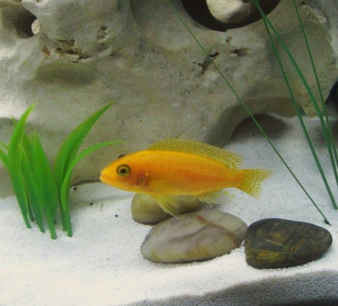 freshwater fish - pseudotropheus estherae - red zebra cichlid stocking in 20 gallons tank - Red Zebra Cichlid