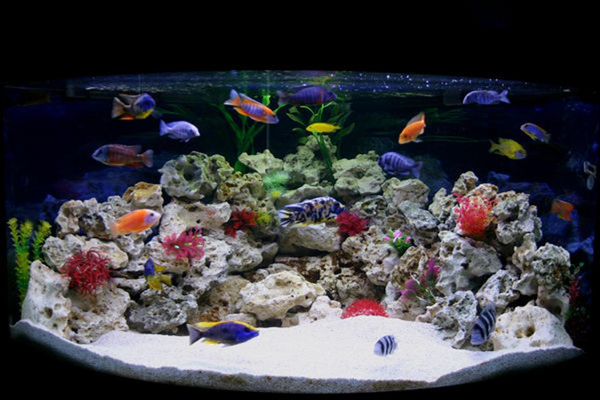 90 gallons freshwater fish tank (mostly fish and non-living decorations) - My new Male Only Show Tank Please leave your comments, Im really interested to know what people think. Thanks