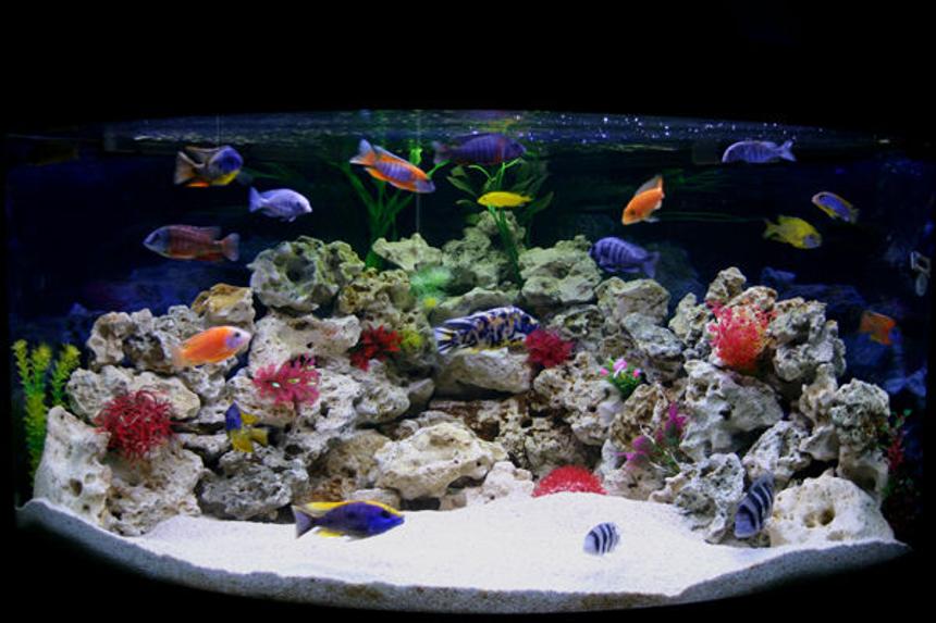 Rated #2: 90 Gallons Freshwater Fish Tank - My new Male Only Show Tank Please leave your comments, Im really interested to know what people think.

Thanks