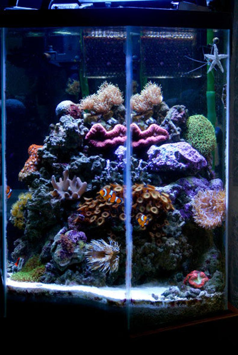 Rated #53: 30 Gallons Reef Tank - This is what my tank looked like a few months ago BEFORE I made the mistake of adding an evil camel shrimp that developed an apetite for corals.  I finally had to break down the tank to get him out after he ate almost everything.  The tank is currently on the road to recovery.