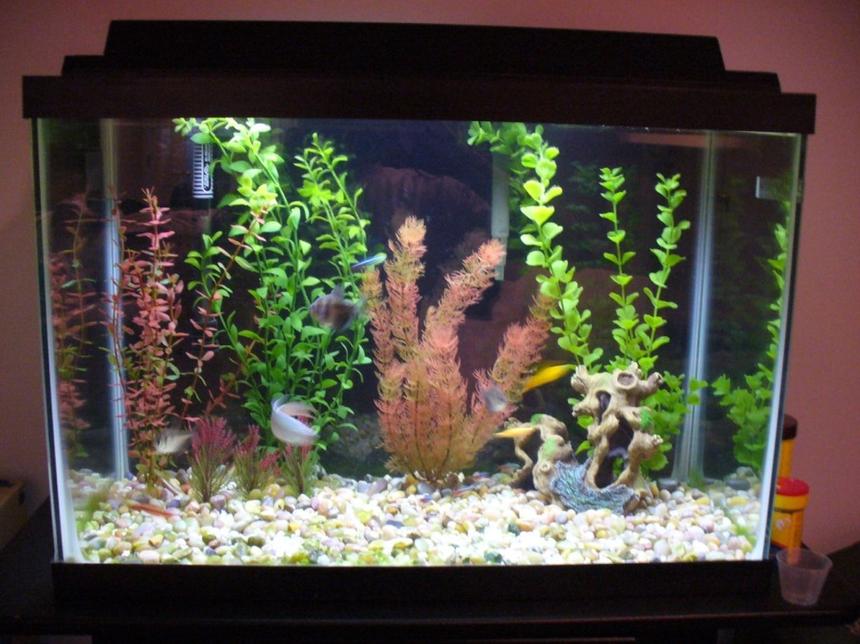 Rated #2151: 20 Gallons Planted Tank - This is a more recent shot of my 20 gal, i just re-dit the decor and what not after taking some suggestions from people.  It still has : 1 Paradise Fish,
3 Black skirt Tetras,
1 Swordtail,
1 Raphael Catfish,
5 Neon Tetras (other 5 died),
1 Sunburst Glofish (other 3 died), and
1 Cherry Barb (other one died),