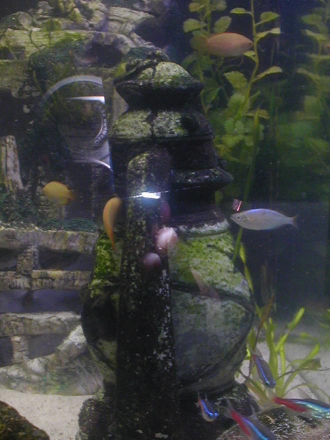 120 gallons freshwater fish tank (mostly fish and non-living decorations) - side view