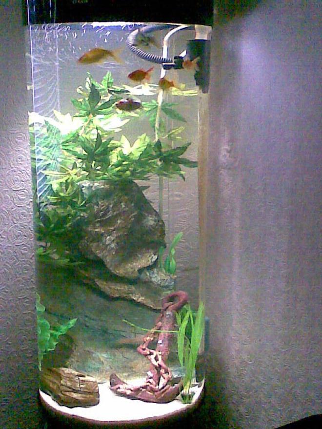 36 gallons freshwater fish tank (mostly fish and non-living decorations) - anchors away!