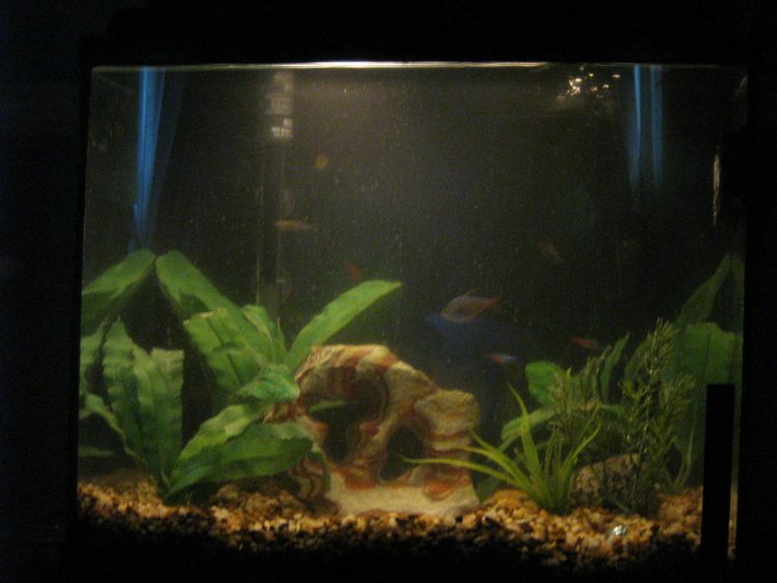 Rated #2156: 15 Gallons Planted Tank - My new tank, tetras, gouramis, and and a pleco. Please give me a 10 rating!!