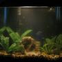 15 gallons planted tank (mostly live plants and fish) - My new tank, tetras, gouramis, and and a pleco. Please give me a 10 rating!!