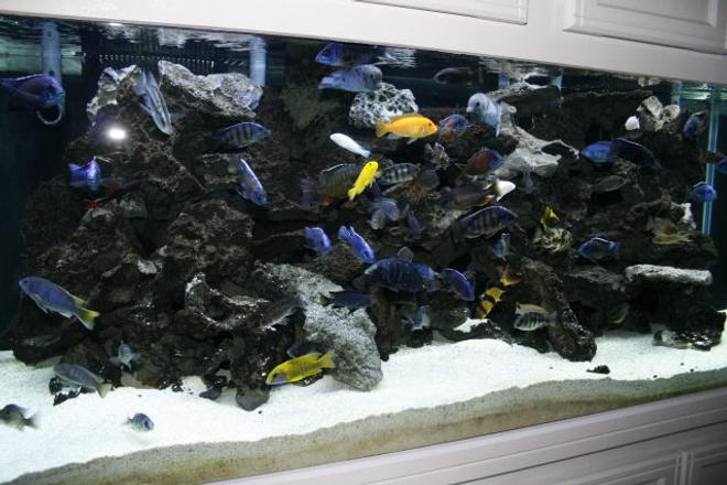 210 gallons freshwater fish tank (mostly fish and non-living decorations) - another tank view