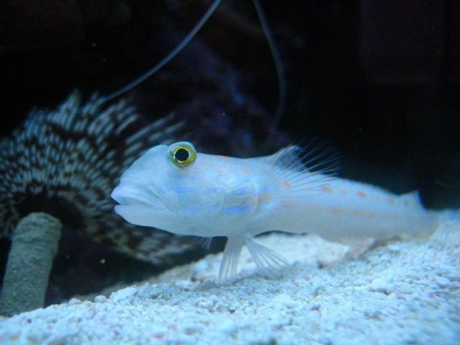 saltwater fish - valencienna puellaris - diamond watchman goby stocking in 46 gallons tank - Diamond Watchman Goby