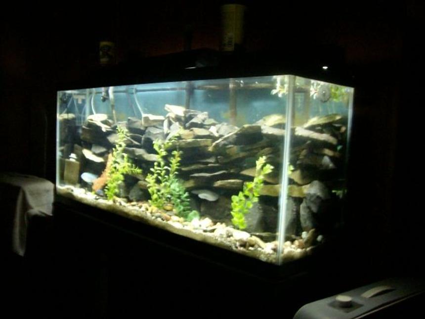 Rated #216: 55 Gallons Planted Tank - MY TANK IT IS A  55 GALLON CICHLID TANK  WITH SAND ROCK  AND SLATE I HAVE FAKE PLANTS I HAVE SPONG FILTERS  A MARINELAND  220 CANISTER FILTER  IV GOT SOME CICHLIDS  BUT NEED MORE