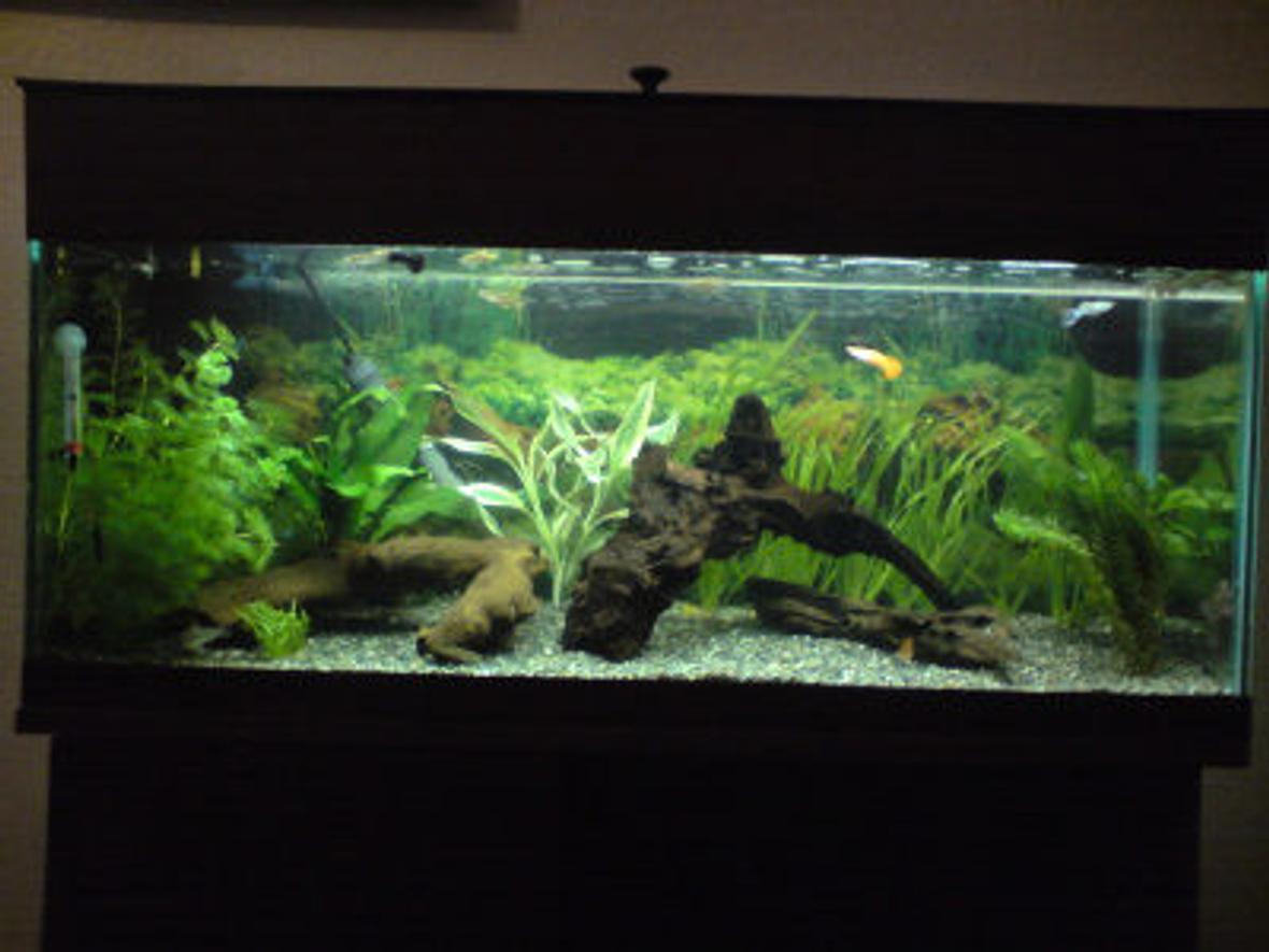 20 gallons planted tank (mostly live plants and fish) - 3 foot community planted tank