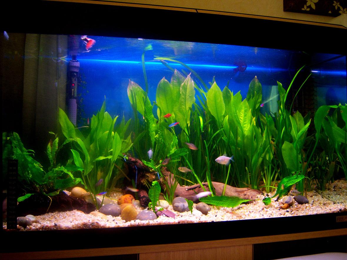 27 gallons planted tank (mostly live plants and fish) - 2Red Coral Platties 3red tipped tetras 2phantom tetras, 5Lemon Tetras 2clown loach 2african dwarf frog 1black balloon molly 1albinopleco 8Neons 3Rummyroses 3Flayal Guppys 3whiteskirt tetras 1harlequin