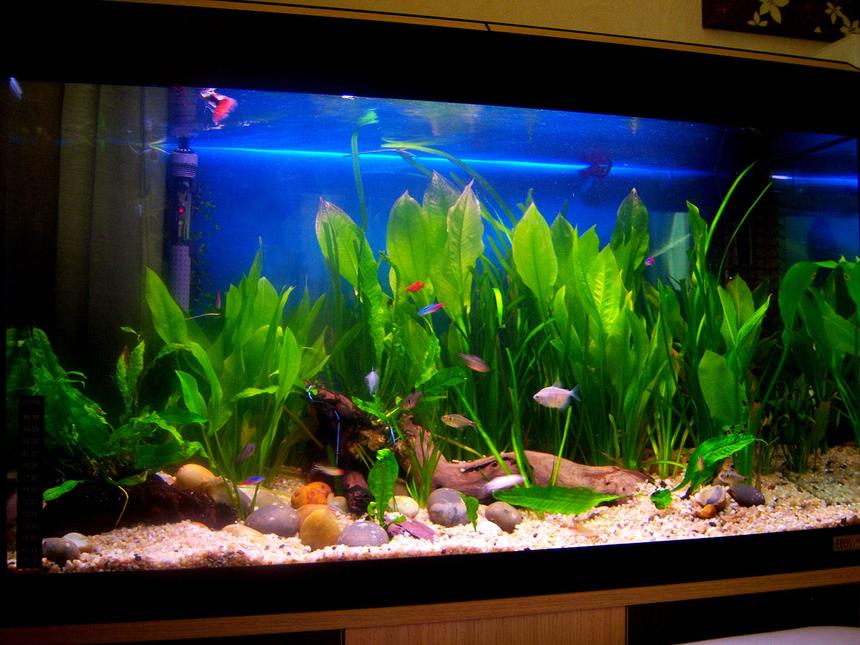 Rated #125: 27 Gallons Planted Tank - 2Red Coral Platties 3red tipped tetras 2phantom tetras, 5Lemon Tetras 2clown loach 2african dwarf frog 1black balloon molly 1albinopleco 8Neons 3Rummyroses 3Flayal Guppys 3whiteskirt tetras 1harlequin