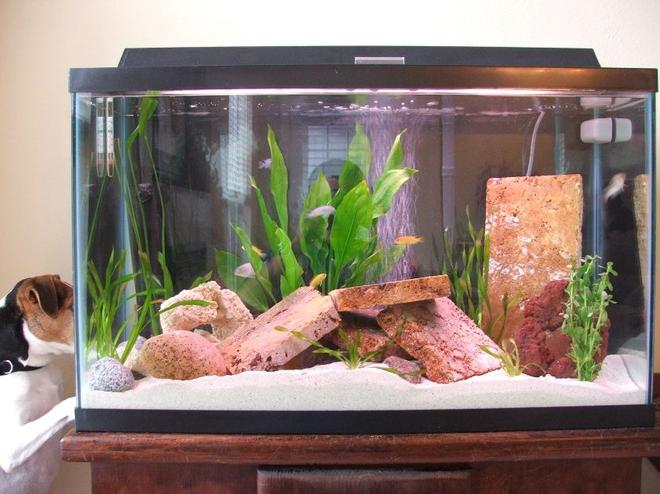 30 gallons planted tank (mostly live plants and fish) - Daytime picture of tank. More fish stocked, currently: 3 kenyi females, 1 kenyi male; 2 yellow lab females, 1 yellow lab male. & and a Jack Russel =) 2nd setup.