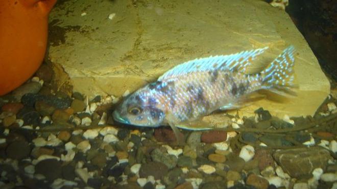 freshwater fish - labeotropheus fuelleborni - fuelleborni cichlid stocking in 70 gallons tank - cichlide