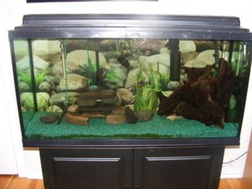 Rated #3283: 80 Gallons Freshwater Fish Tank - My 80 gallon