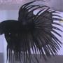 freshwater fish - betta splendens - crown tail betta stocking in 40 gallons tank - My Crowntail Betta, Darkari.
