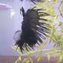 freshwater fish - betta splendens - crown tail betta stocking in 40 gallons tank - My Crowntail Betta, Darkari.