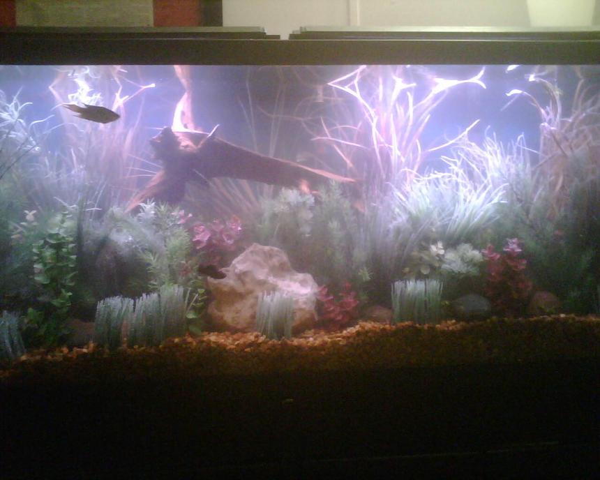 Rated #3411: 55 Gallons Freshwater Fish Tank - A few live plants, but mostly fake plants.
