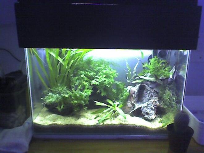 26 gallons planted tank (mostly live plants and fish) - my first planted tank