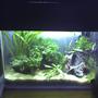 26 gallons planted tank (mostly live plants and fish) - my first planted tank