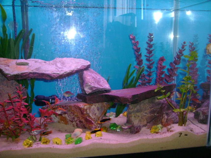 Rated #3198: 30 Gallons Freshwater Fish Tank - 30 g freshwater